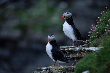 Atlantic Puffin at Caslte O'Burrian, Westray, Orkney Islands, Scotland