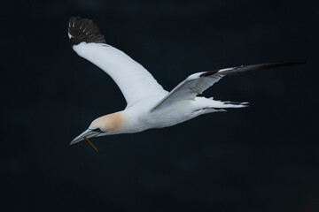 Northern Gannet at Noup Head, Westray, Orkney, Scotland