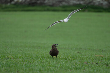 Seagull attachs Bonxie - Great Skua in field, Rousay, Orkney, Scotland