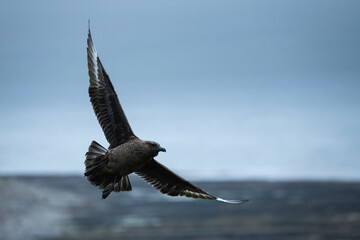 Bonxie - Great Skua (Stercorarius skua), Rousay, Orkney, Scotland