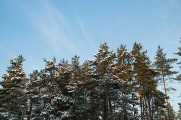 Snowy pine trees against clear blue sky on a winter day