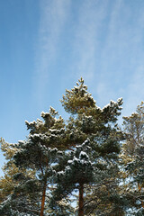 Pine trees with snowy caps against blue sky