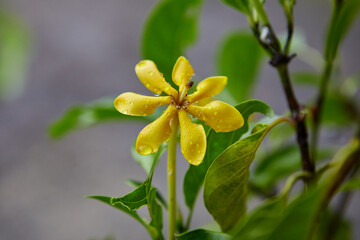 Close-up view of yellow Kedah Gardenia blooming on branch