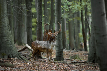 Dama dama and an important period of the year, the female rut.