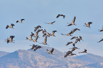 common cranes flying in sunset