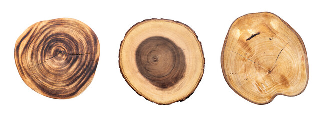Collection of four natural wood tree slices with visible growth rings and textured bark. These...