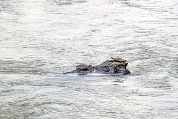 A lively group of playful otters is happily swimming in the sparkling water, enjoying the delightful experience together in nature