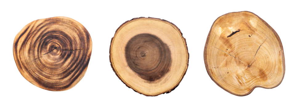 Collection of four natural wood tree slices with visible growth rings and textured bark. These rustic wooden pieces ,chopping board for kitchen, or nature designs