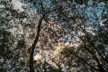 Trees sunset blue sky top view silhouette 