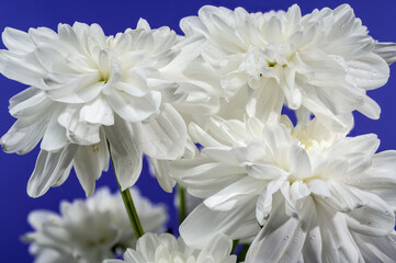 White chrysanthemum on a blue background