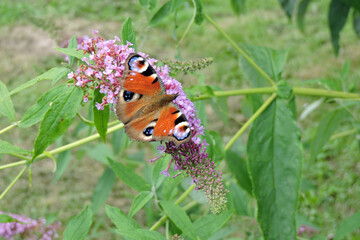 A peacock butterfly with open wings sucking up nectar from buddleia pink flowers