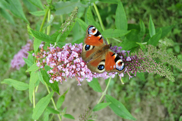 A peacock butterfly with open wings sucking up nectar from buddleia pink flowers