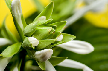 Blooming white hosta on a yellow background