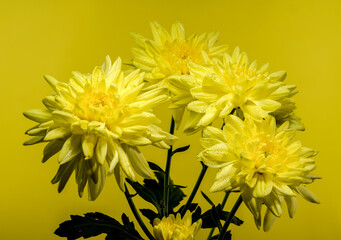 Chrysanthemum Amour Yellow on a yellow background