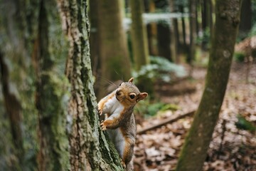 Obraz premium A squirrel climbing up a tree trunk in a forest, with blurred foliage in the background
