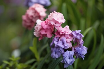Fototapeta premium Close-up of pink and purple flowers with green foliage in the background