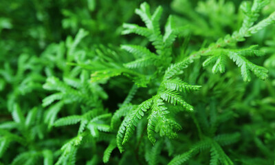 Selaginella Kraussiana or African Clubmoss, a Vascular Plant Cultivated as Ornamental Houseplant