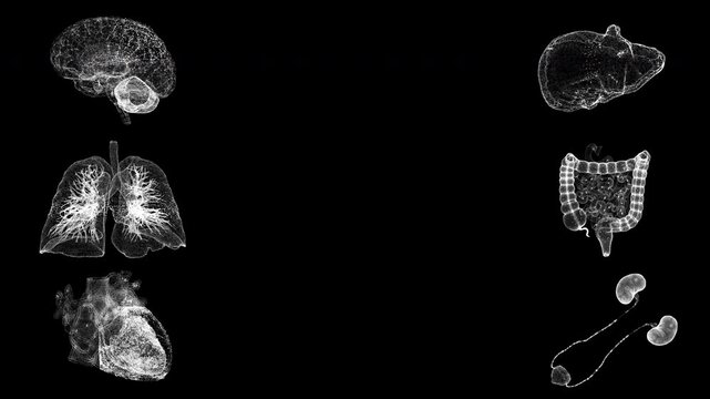 Anatomical Motion Scan