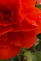 赤いバラのクローズアップ