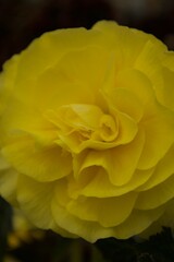 黄色いバラのクローズアップ