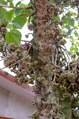 A large and healthy tree that is abundant with a variety of delicious fruits growing on its branches, providing food for many creatures