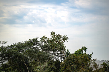 Obraz premium A vibrant and lush green forest filled with towering trees set against a beautifully cloudy sky adds to its picturesque scenery