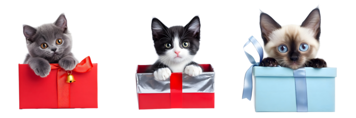 Cute Cats in Colorful Gift Boxes for Celebration