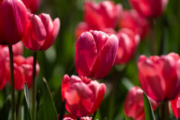 Red Tulips. Amazing bright Crimson Scarlet tulip flowers blooming in the garden at sunny spring day. Red Maroon, Ruby tulips in the park. Spring landscape. Field of tulips. Spring flowers.