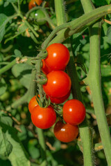 Ripe cherry tomatoes hanging on a branch in summer