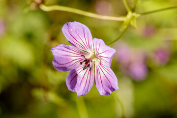 Flower nature Geranium wallichianum
