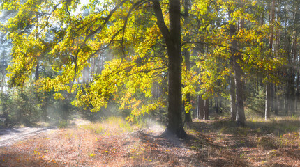 Yellowed oak tree in the sun. Autumn mixed forest. Autumn nature background. 
