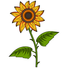 Sunflower Illustration With Outline
