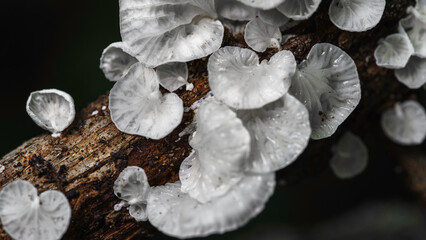 Clusters of small white mushrooms growing on tree stumps are blooming in the rainy season.