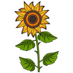 Sunflower Illustration With Outline