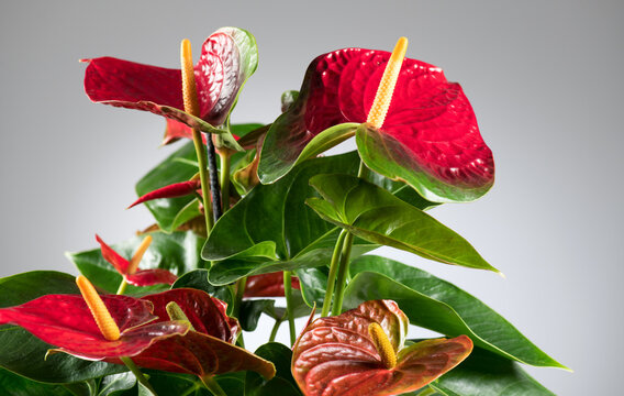 Anthurium House plant Anturium rotating in flowerpot over gray background, Anthurium heart shaped flower, Flamingo flowers or Anthurium andraeanum (Araceae, Arum) 
