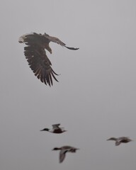 eagle in flight, white-tailed eagle