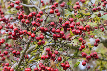 Obraz premium Vibrant clusters of hawthorn fruit adorn the branches in autumn, showcasing nature's seasonal bounty