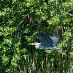 A great blue heron (Ardea cinerea) in flight