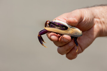 Fototapeta premium Hand holding African fiddler crab Afruca tangeri on Gambian coast