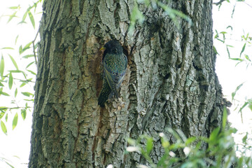 Obraz premium common starling (sturnus vulgaris) sitting next to its nest
