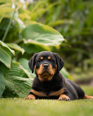 chiot rottweiler couché dans l'herbe © loic.studio