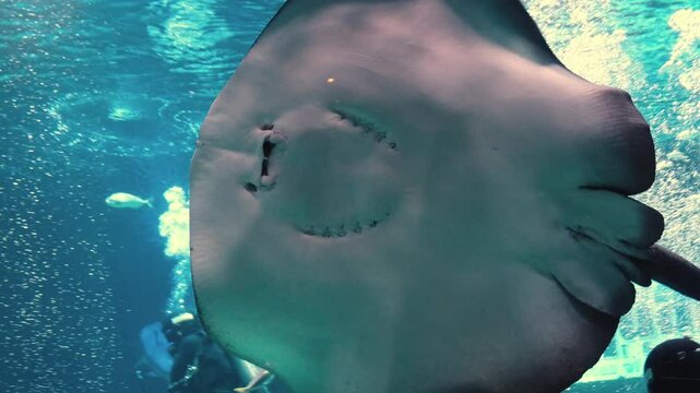 A ray feeds calmly underwater, sensing its prey with sensitive electroreceptors. This scene showcases the unique adaptations of marine life and the diversity of the ocean ecosystem.