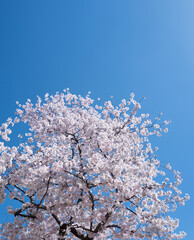 Spring background. White cherry blossoms against a blue sky. Easter background. White blossom tree. Spring blooming sakura cherry flowers branch.