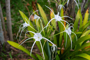 Hymenocallis Declinata (White Spider Lily or Peruvian Daffodil) white flowers at Sabah Agriculture...