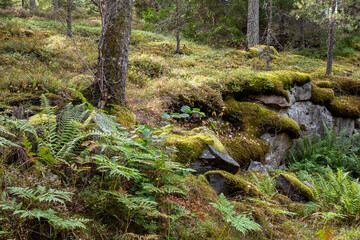 Fototapeta premium Fern growing in a forest Viggsö island,Sweden, Scandinavia, Europe