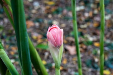Etlingera Elatior (Torch Ginger, Red Ginger Lily, Porcelain Rose or Indonesian Tall Ginger) or...