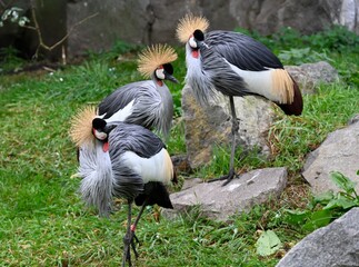 three east african crowned cranes in the savanha