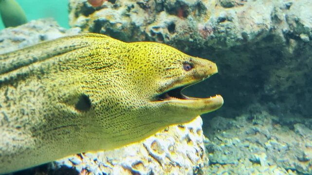 水槽内の岩から顔を出すウツボと泳ぐ熱帯魚の群れ