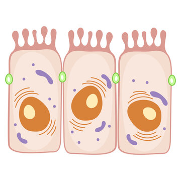 enterocytes