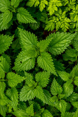 Spaziergang durch den Südwesthang des Thüringer Waldes bei Schmalkalden bei einem nassen Herbstwetter - Thüringen - Deutschland